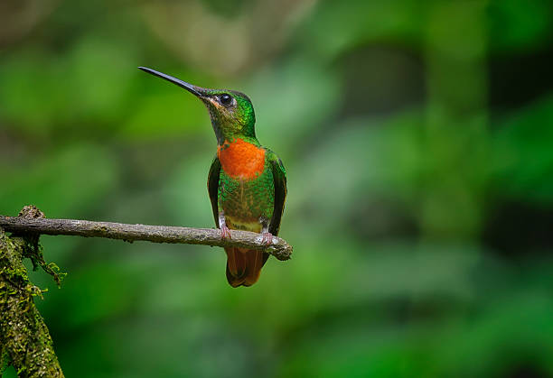 istock frontal view of a Gould's jewel front hummingbird perching on a branch 2206868321