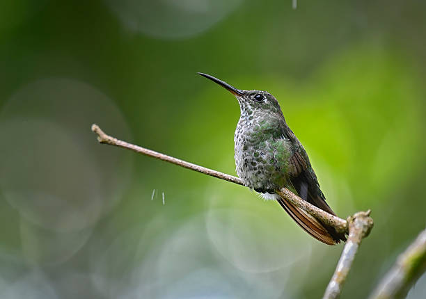 In the heart of a vibrant rainforest, a many-spotted hummingbird perches delicately on a rain-kissed branch. Its iridescent feathers shimmer with an array of colors, each drop of water enhancing the brilliance of its plumage. As the gentle rain falls, the bird remains poised. With a curious eye, it surveys its lush surrounding.