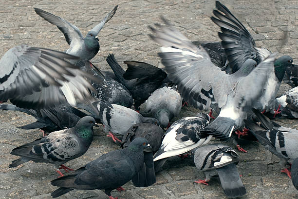 istock High angle view of wild pigeons on street 2206868384