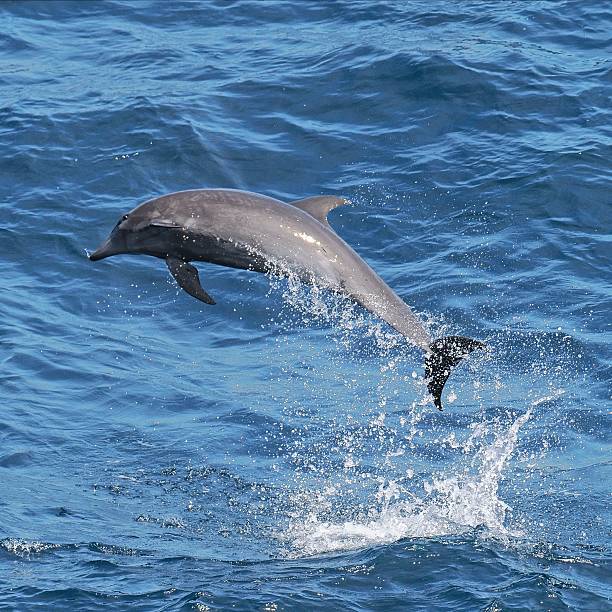 istock A single Common Bottlenose Dolphin breaches over the Pacific Ocean 2206868388