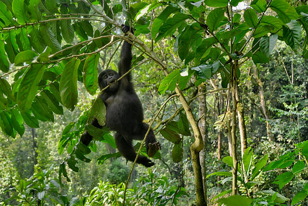istock Wild and endangered juvenile gorilla hanging from a branch 2206868469