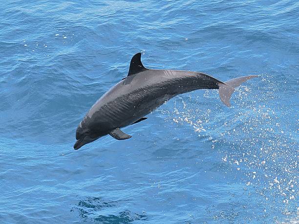 istock A single Common Bottlenose Dolphin breaches over the Pacific Ocean 2206868491