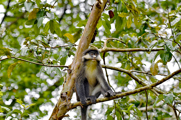 In this captivating scene, a wild red-tailed monkey sits comfortably on a sturdy branch in the lush Ugandan rainforest. Its striking fur features a rich blend of browns and reds, with a distinctive red tail that adds a pop of color against the vibrant green foliage. The monkey’s curious eyes scan its surroundings, reflecting both intelligence and playfulness. Sunlight filters through the leaves, casting a warm glow on the monkey and highlighting the intricate details of its fur. This moment beautifully captures the essence of the red-tailed monkey, showcasing its charm and agility in its natural habitat.