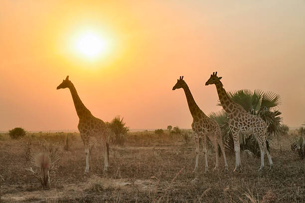 Giraffes roaming on green grass savanah of Tanzania