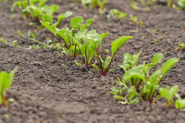 Young fresh beet leaves. Beetroot shoots grow in a row