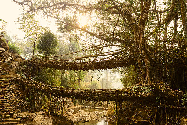 istock Double decker living root bridge in Meghalaya, India 2206868863