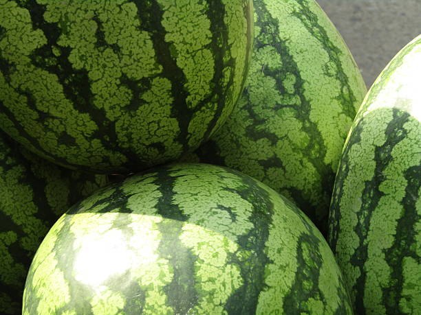 istock Water melon fruit close-up photo. Colorful nature background 2206869571