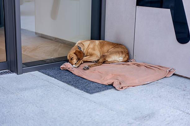 istock Stray dog ​​sleeps in front of the building 2206869647