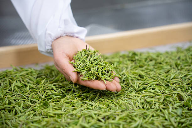 An Asian female scientist holding digital tablet check fresh tea leaves