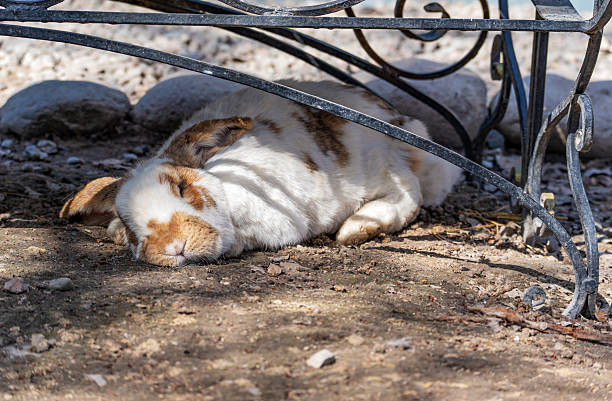 A white decorative fold-eared rabbit with red spots sleeps outdoors under a bench, hiding from the bright sunlight.