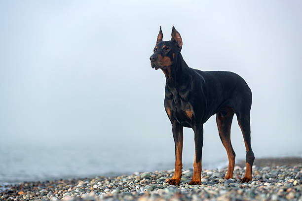 Doberman Pinscher stands on rocky seashore, with ears perked and posture alert. The dog's sleek, muscular body features a black and tan coat, characteristic of the breed. The background is misty, with blurred palm trees visible, adding to the coastal ambiance. The rocks are large and varied in color, from gray to brown, creating a textured landscape. The scene conveys a sense of vigilance and natural beauty.