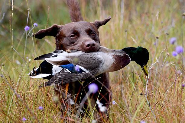istock working brown labrador retrieving male duck 2206872397