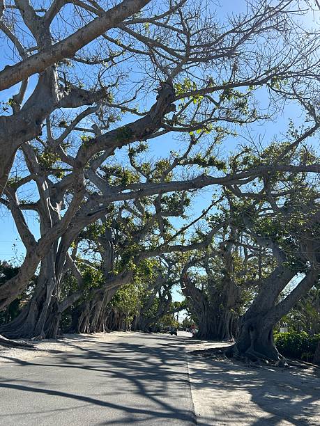 istock Road of Banyan Trees 2206873199