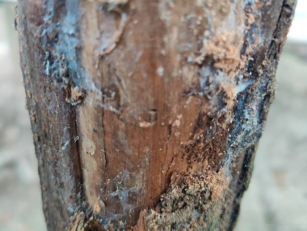 istock The tree trunk is in the woods. Tree trunk close-up photo. Tree skin texture 2206873583