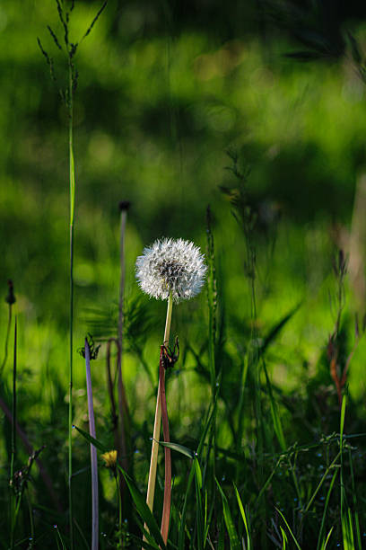 istock Delicate Dandelion in Bloom Amidst Green Meadow 2206874439
