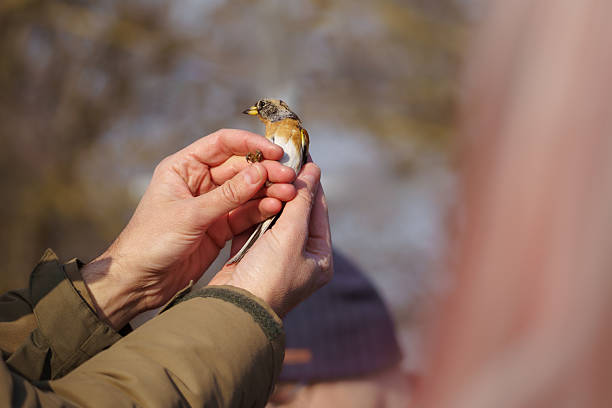 istock An ornithologist holding a brambling (Fringilla montifringilla) in their hand to ring it while showing it to the audience. 2206874454