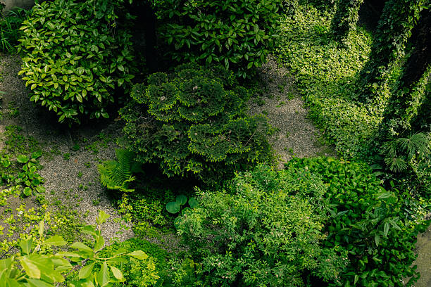 Lush garden filled with dense green foliage, trees and bushes creating serene and natural environment with pathways weaving through the greenery