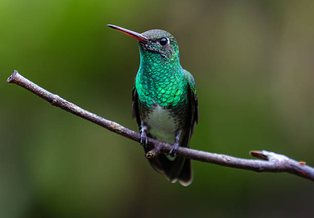 istock Bright hummingbird in the trunk 2206874994