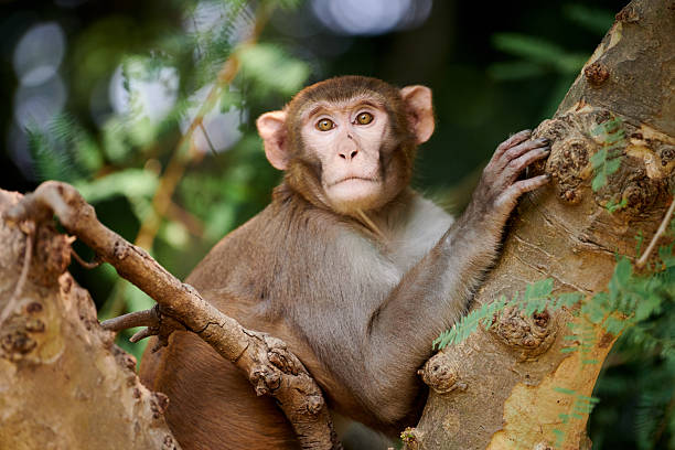 istock Cute little monkey sits on tree trunk in public indian park against green plants backdrop 2206875173