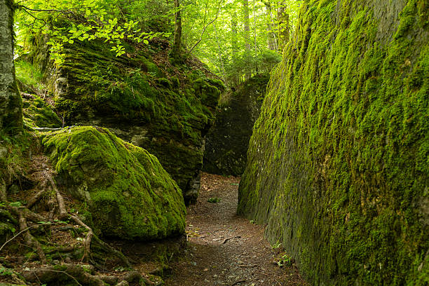 Switzerland travel - Mossy woodland in the Blausee forest hiking trail. Deep lush moss growth in this wetland area near the blue lake.