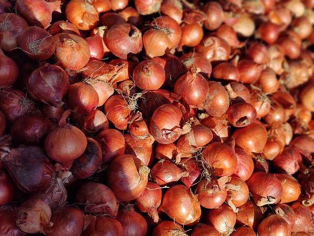 onion close up photo