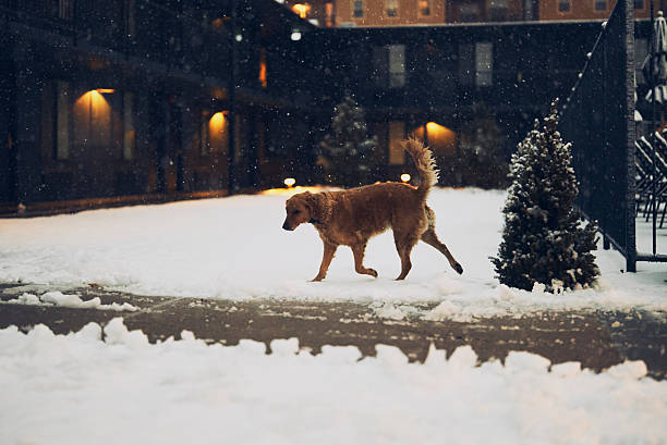 Golden Retriever in snowy backyard, Flagstaff