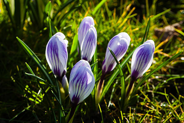 Beautiful crocus flowers in a garden in spring