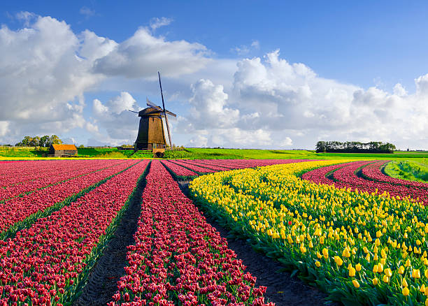 istock Red Yellow Tulip Fields and Dutch Windmill under a Partially Clouded Blue Sky 2206880041