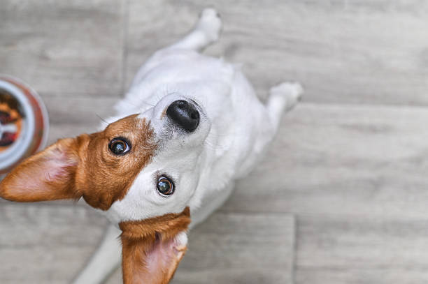 Jack Russell Terrier stands on its hind paws, looking up with curiosity and playfulness. captures energetic and charming personality of breed, perfect for themes of pets, humor, and animal antics.