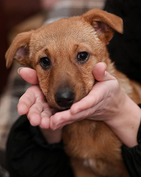 istock portrait of a mongrel puppy, vertical 2206880107