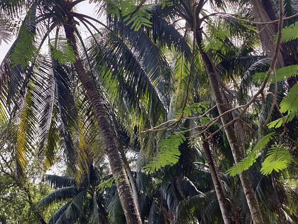 istock palm tree in the village 2206881677