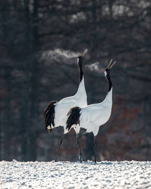 istock Red-Crowned Crane Pair Calling in Harmony, Hokkaido Winter, Japan 2206882697