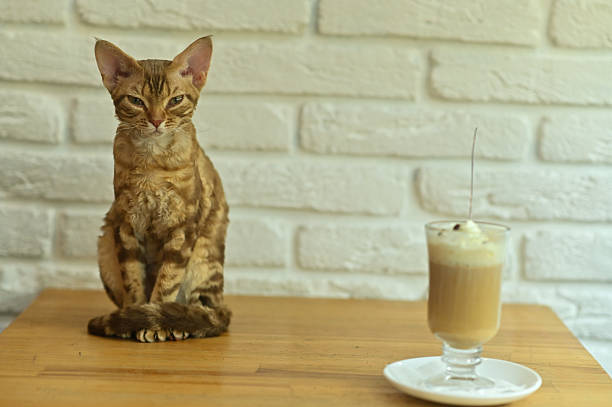 Cat sitting on table on which it stands ice cream, creating a playful and sweet moment. ice cream adds touch of indulgence to this charming and heartwarming scene. on background of white brick wall
