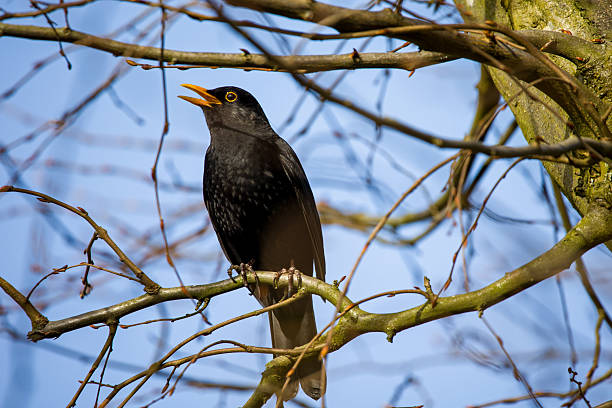 Common Blackbird (Turdus merula) male on branch looking at camera, Podlaskie Voivodeship. Poland, Europe