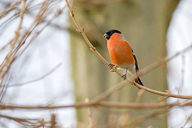 istock Colorful red bullfinch perches on a branch and eats green buds 2206887608