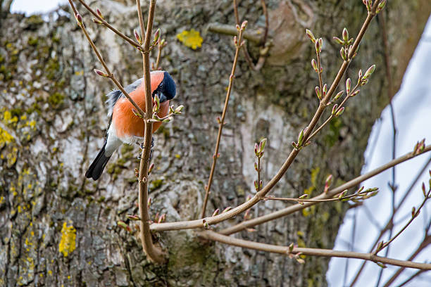 Beautiful male eurasian bullfinch (Pyrrhula pyrrhula) perching on a dog rose.