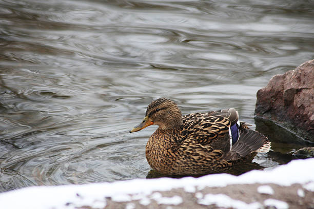 Mallard duck swimming on an Essex river
