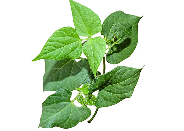 istock Bean plant isolated on white. Phaseolus vulgaris 2206888596