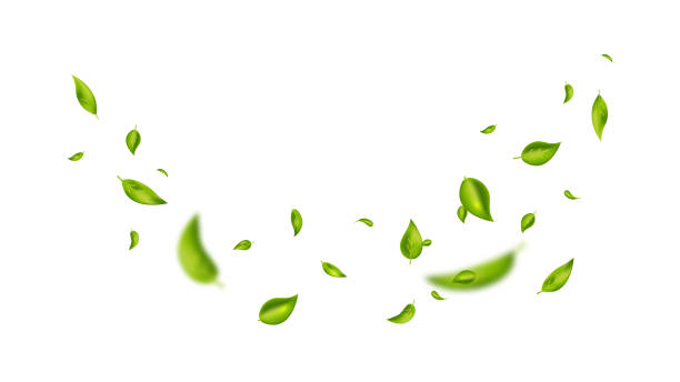 istock Green flying leaves on long white banner. Leaf falling. Wave foliage ornament. Vegan, eco, organic design element. Cosmetic pattern border. Fresh tea background. Beauty product. Vector illustration 2206888885