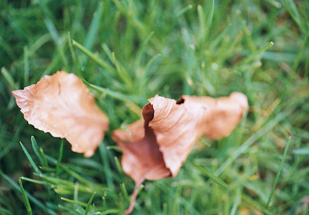 Fallen autumn leaves on green lawn in spring captured on old fashioned analog (analogue) color (colour) ISO 200 daylight film by an SLR analogue (analog) film camera. The granularity is real film grain (due to the presence of small particles of dyed silver halide on the negative). The developed (C-41) negatives were scanned by a professional scanner and converted to positives by professional software. Minimal post processing has been done. The image is part of a series of spring plants/flowers captured on analog color film.