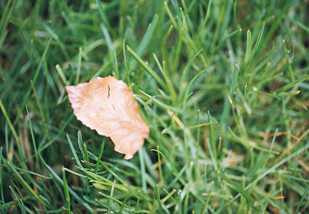 Fallen autumn leaves on green lawn in spring captured on old fashioned analog (analogue) color (colour) ISO 200 daylight film by an SLR analogue (analog) film camera. The granularity is real film grain (due to the presence of small particles of dyed silver halide on the negative). The developed (C-41) negatives were scanned by a professional scanner and converted to positives by professional software. Minimal post processing has been done. The image is part of a series of spring plants/flowers captured on analog color film.