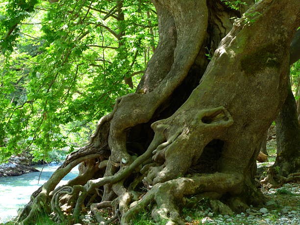istock The tree near the Voidomatis River, Epirus, Greece 2206892146