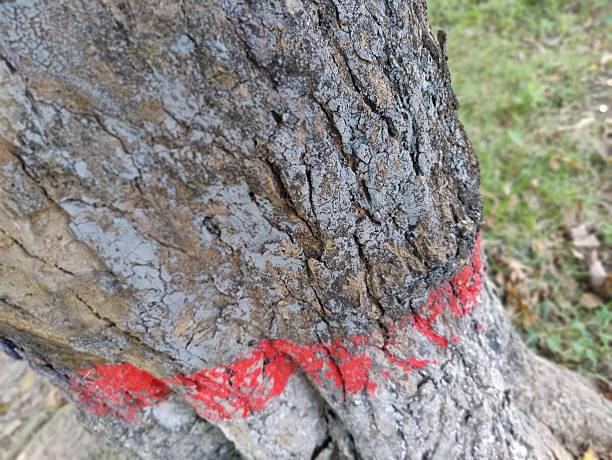 istock close-up of tree bark with red marking in natural settinge 2206892429