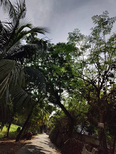 istock beautiful tropical trees in the garden with different types of natural elements..beautiful view of the park ,Nature photography 2206893287