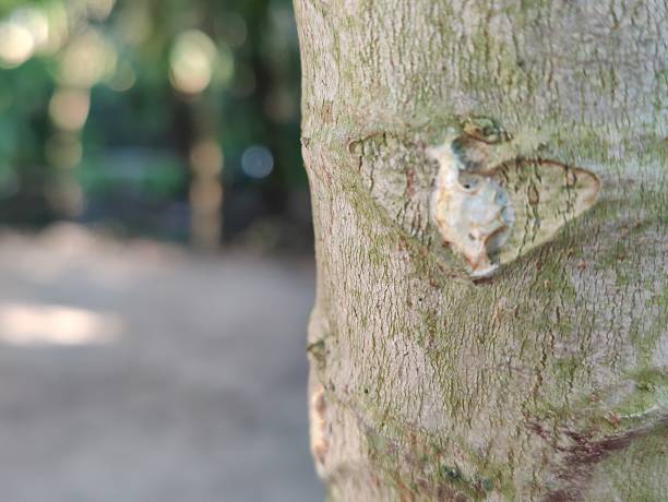 istock Papaya tree close up view for details texture 2206893419