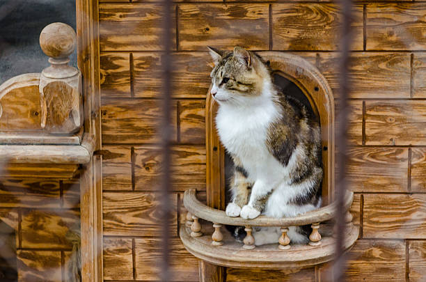 Curious cat sits in ornate wooden house, gazing outside. Rich brown tones and intricate details create cozy, rustic atmosphere. Soft daylight illuminates scene softly