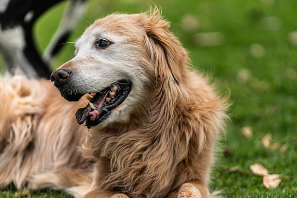 istock golden retriever dog... 2206896774