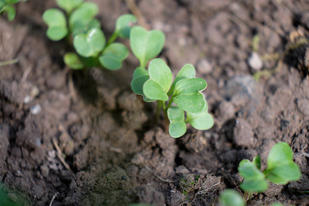 Radish sprouts in the vegetable garden in spring