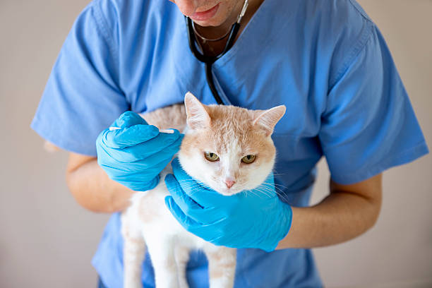 istock Man Veterinarian Cleaning cat's ear 2206898875