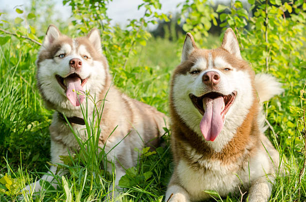 istock Siberian huskies resting in sunny green field 2206898893